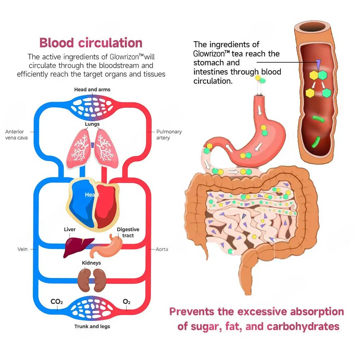 Blood Sugar Support Super Yerba Mate Instant Tea Powder - Image 13