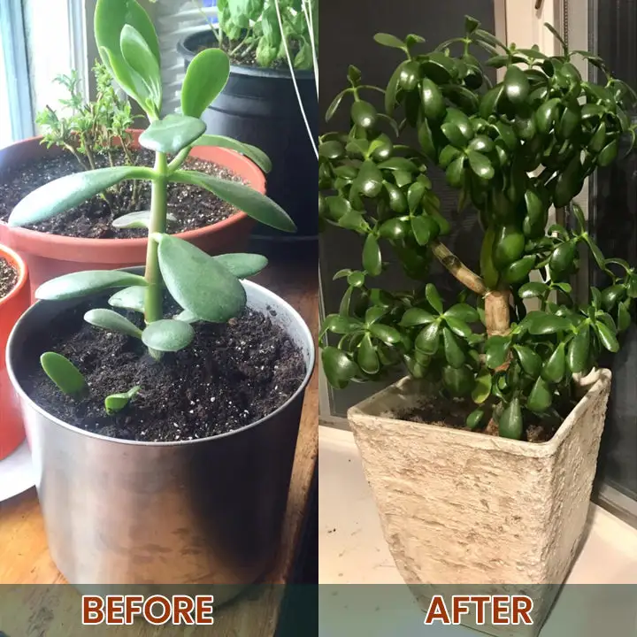 Root Drops - Image 18