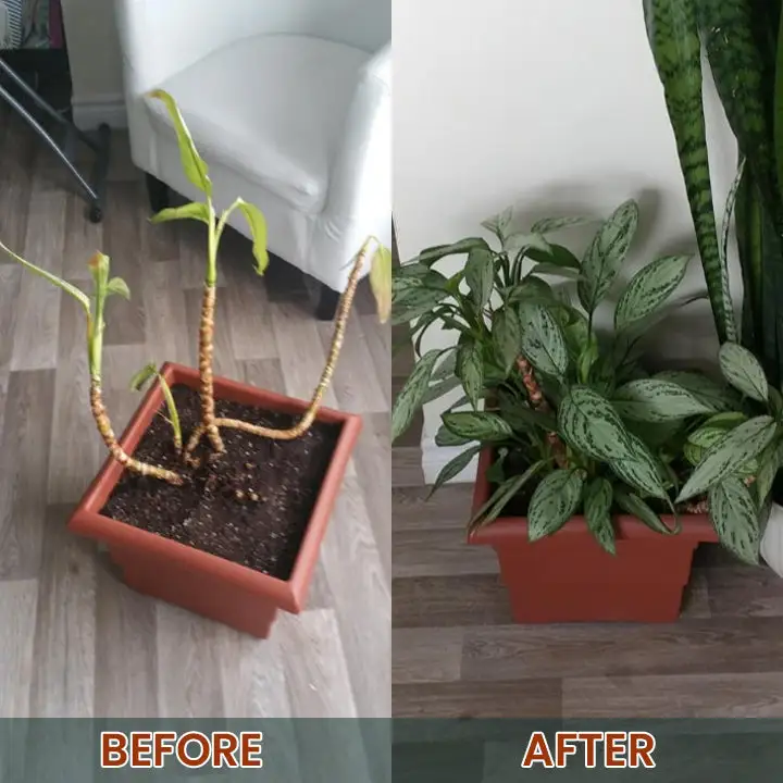 Root Drops - Image 19